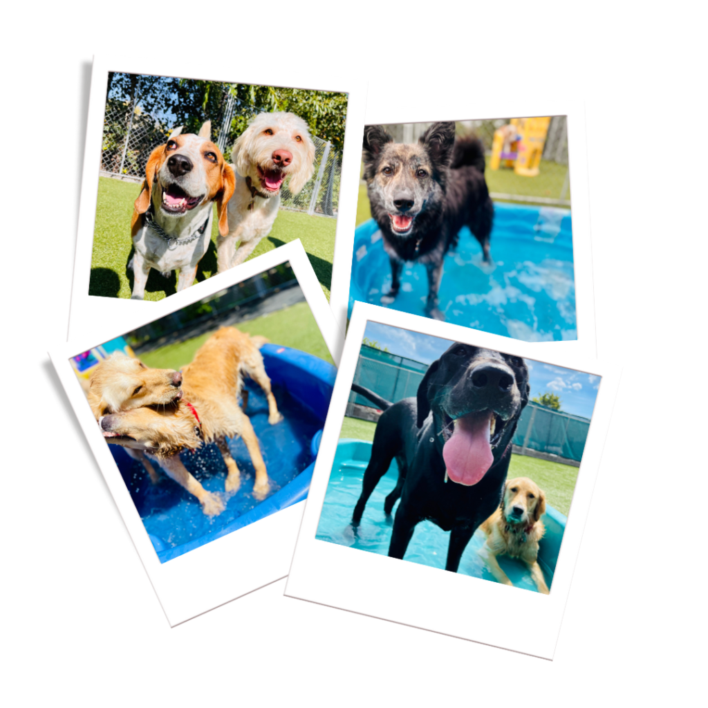 Getting Started Petopia Dog Boarding